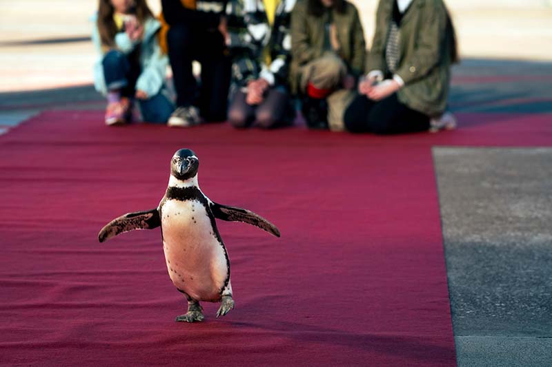 映画『ペンギンパウルとカオスシスターズ』 動物園から迷子のペンギンがやってきた！？ 踊るペンギン、救出ミッション！！ 人気児童書シリーズの実写映画化！家族みんなで楽しめる、ハートフルストーリー！ シーン画像